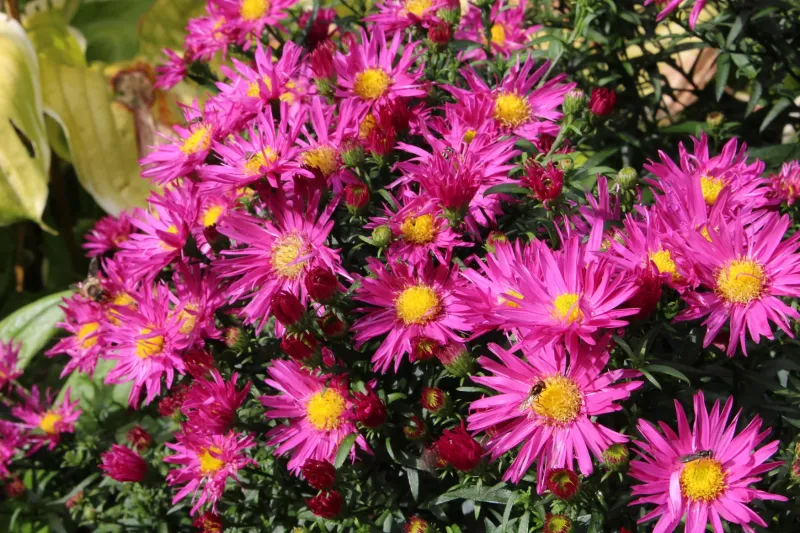 Aster - Bahama