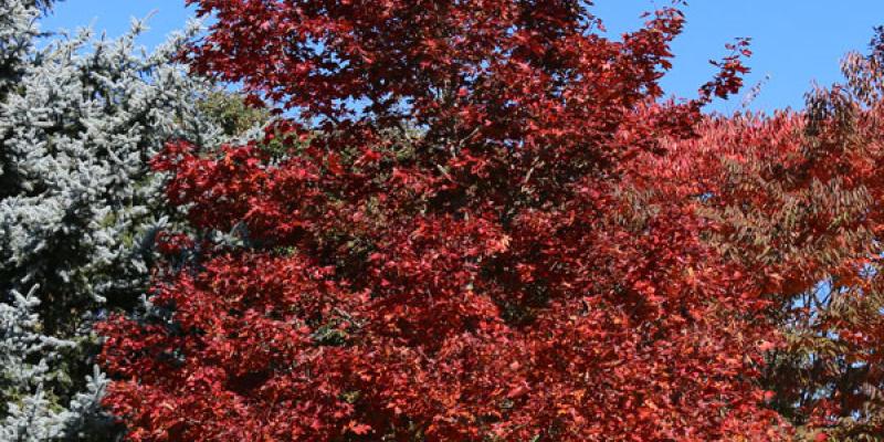 Maple - Crimson Sunset