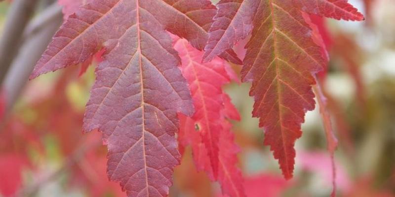 Amur Maple