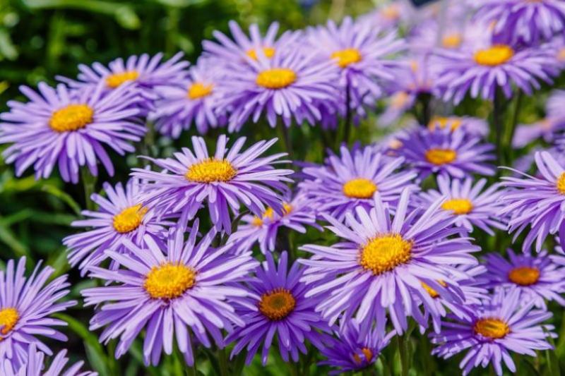 Aster - Alpine Pinkie