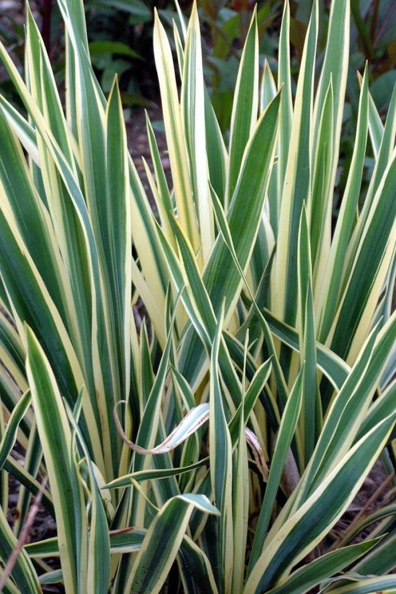 Yucca - Bright Edge