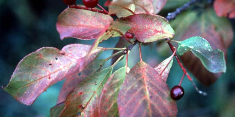 Chokecherry Prunus virginiana
