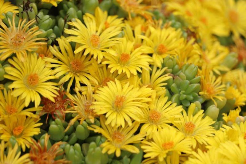 Delosperma - Yellow
