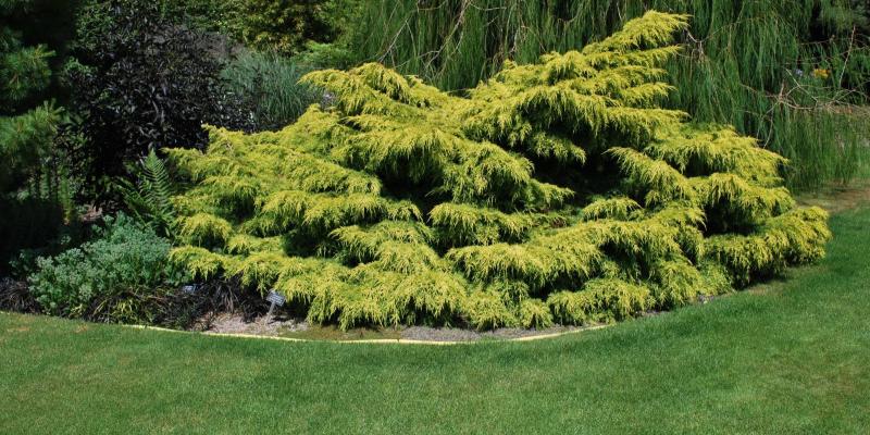 Old gold juniper