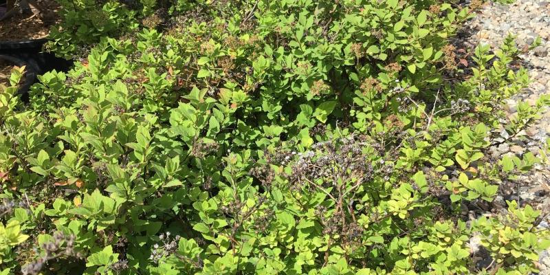 Spirea 'Little Princess'