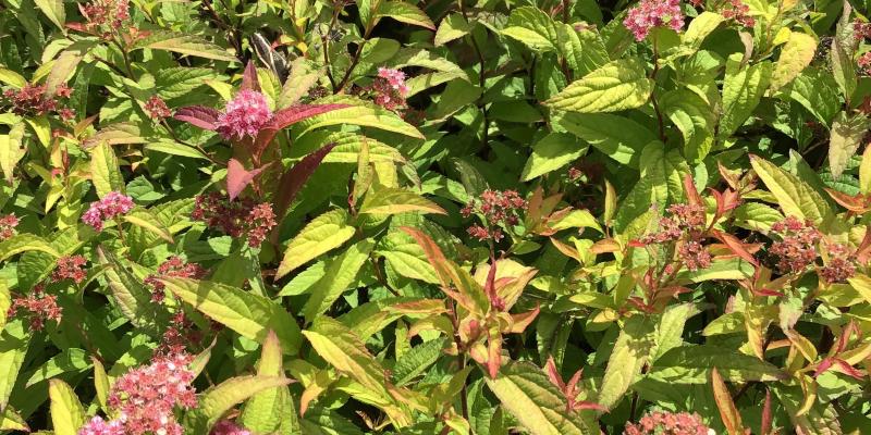 Spirea 'Flamemound'