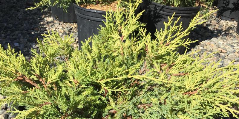 Chinese Juniper 'Gold Lace'