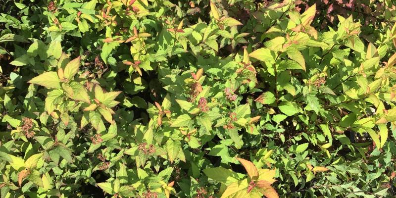 Spirea 'Gold flame'