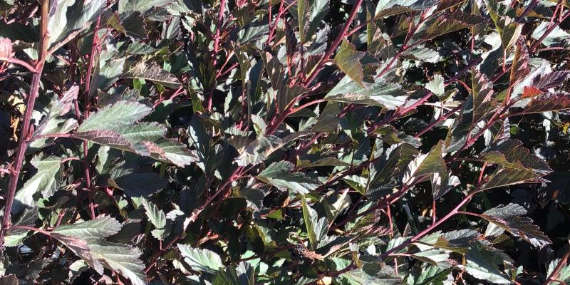 Ninebark 'Summer Wine'