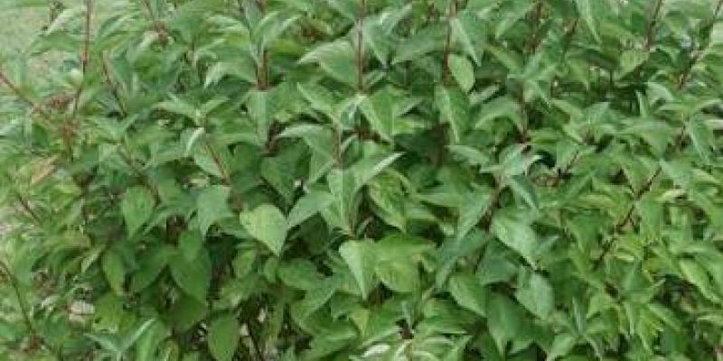 Dogwood - Arctic Fire