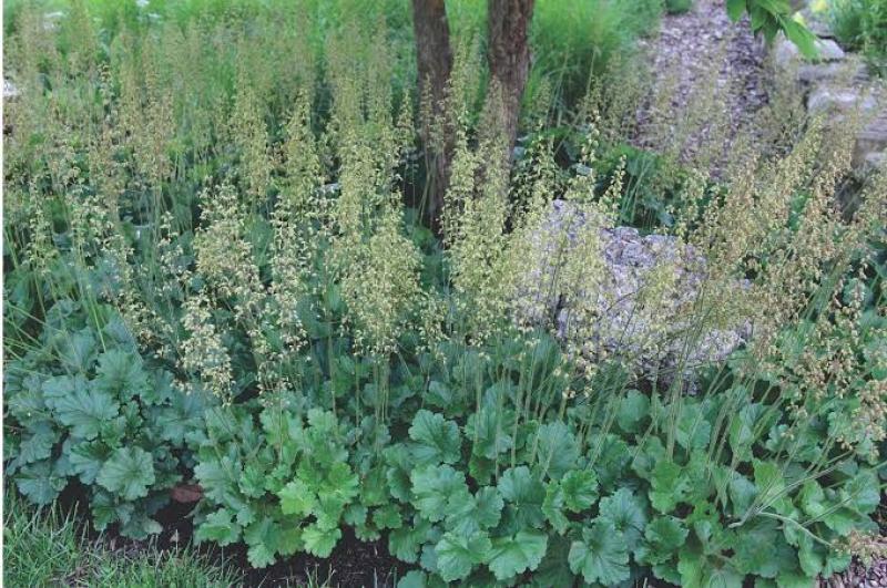 Coral Bells - Native