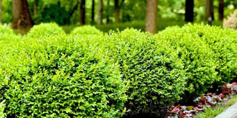Boxwood - False