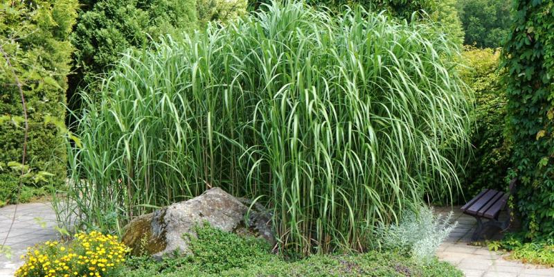 Miscanthus Giganteus