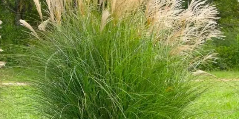Miscanthus Gracillimus