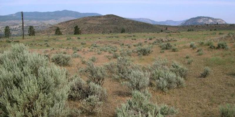 Mountain Sage Artemisia vaseyana