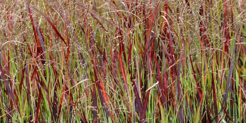 Panicum Blood Brothers