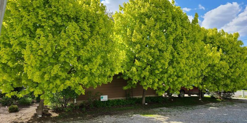 Maple - Princeton Gold