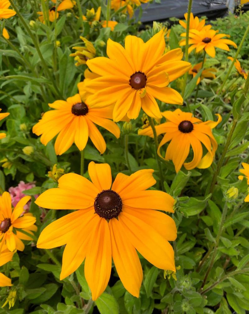 Rudbeckia hirta 'Indian Summer'