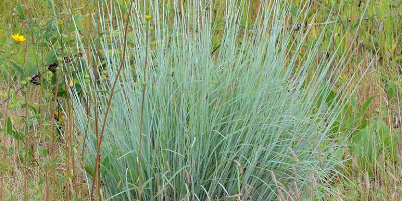 Little Bluestem Prairie Munchkin