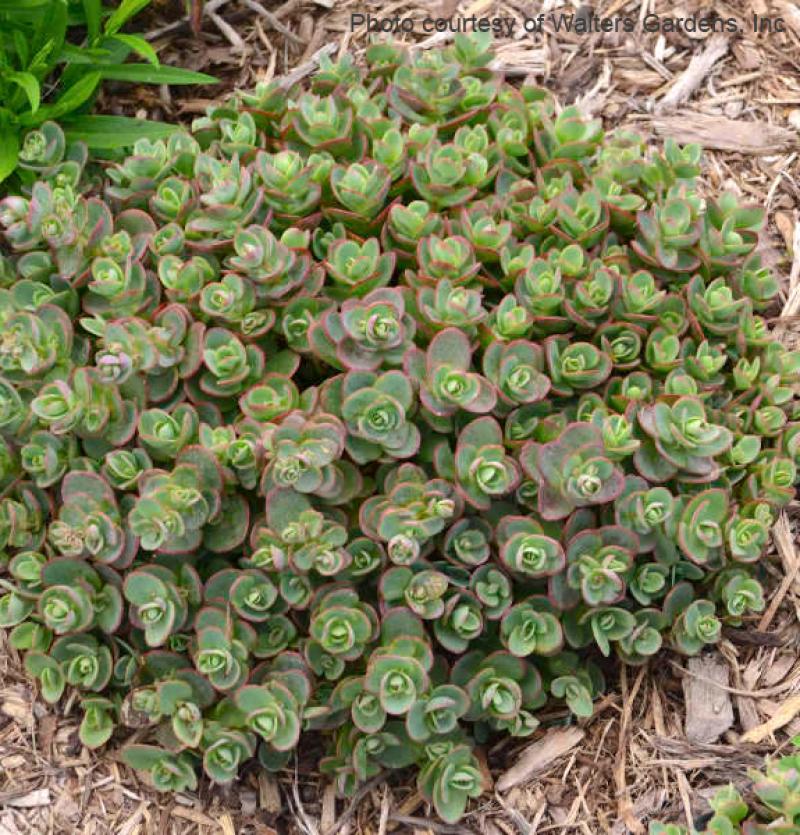 Sedum - Lime Zinger