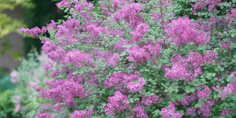 Lilac Boomerang