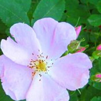 Prickly Rose Rosa acicularis