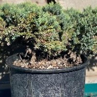 Single-Seed Juniper 'Blue Star' Juniperus Squamata