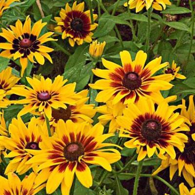 Rudbeckia - Denver Daisy