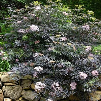 Elderberry - 'Black Lace'