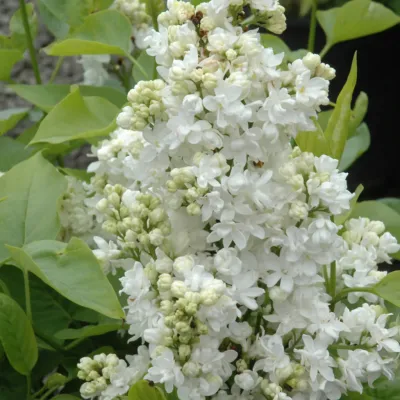 Lilac - Mme Lemoine