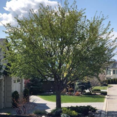 Hawthorn - Snowbird