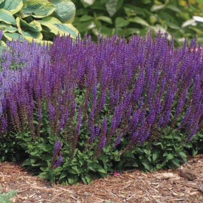 Salvia - East Freisland