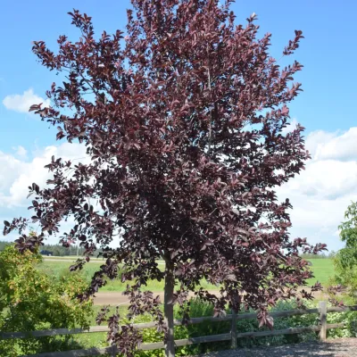 Chokecherry - Baileys Select