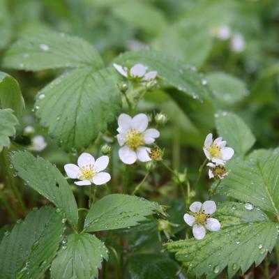 Strawberry - Wild Fragaria virginiana (wild strawberry)