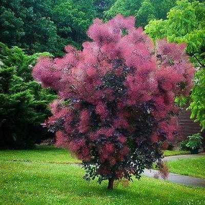 Smokebush - Winecraft Black