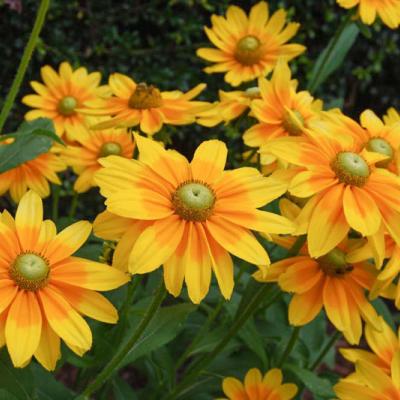 Rudbeckia - Prairie Sun