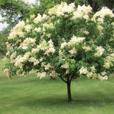 Lilac - Ivory Silk Tree