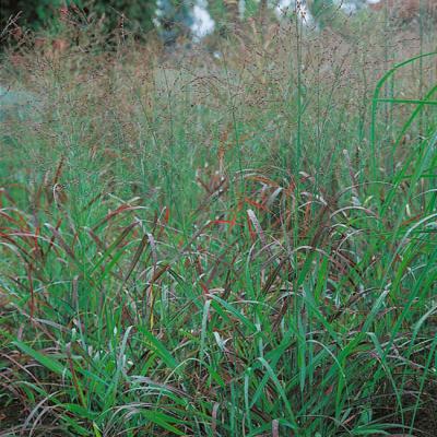 Panicum Rostralbusch