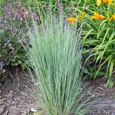 Little Bluestem The Blues