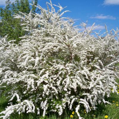Spirea - Snowmound