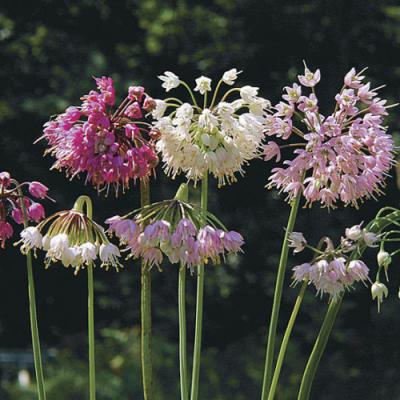 Allium cernuum - Native Nodding Onion