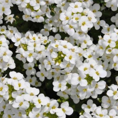 Arabis - Little Treasure White
