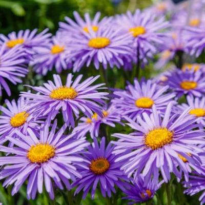 Aster - Alpine Pinkie