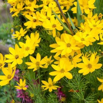 Coreopsis - Zagreb