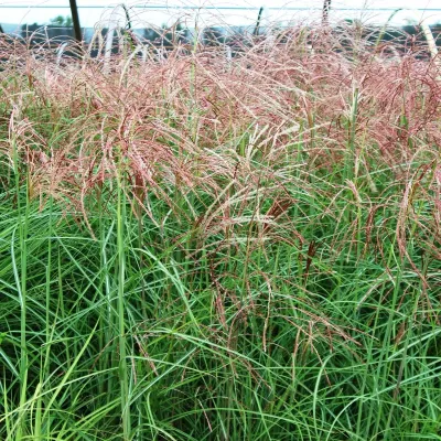Grass - Huron Sunrise