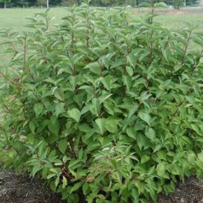 Dogwood - Arctic Fire