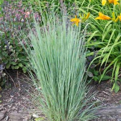 Schizachyrium 'The Blues'