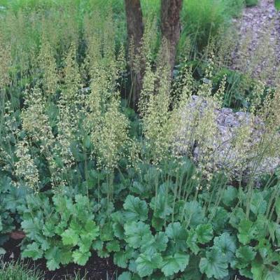 Coral Bells - Native