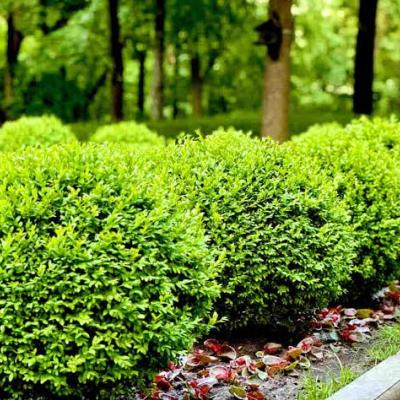 Boxwood - False