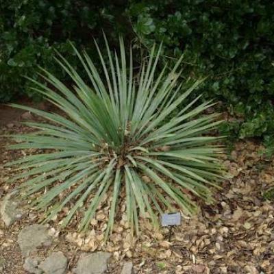 Yucca - Glauca